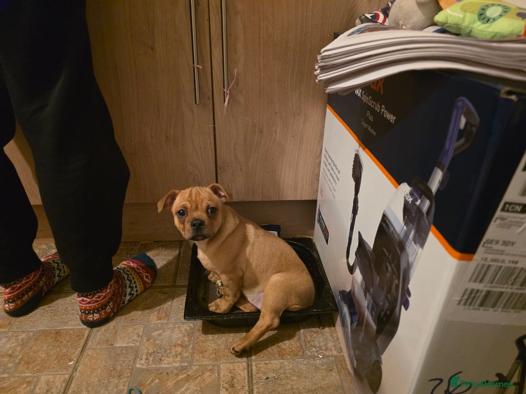 Staffordshire Bull Terrier dogs for sale: Honey staff cross pug  - Advert 3