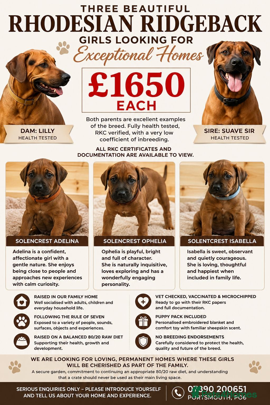 Rhodesian Ridgeback dogs Rhodesian Ridgeback girls looking for loving homes - Advert 2