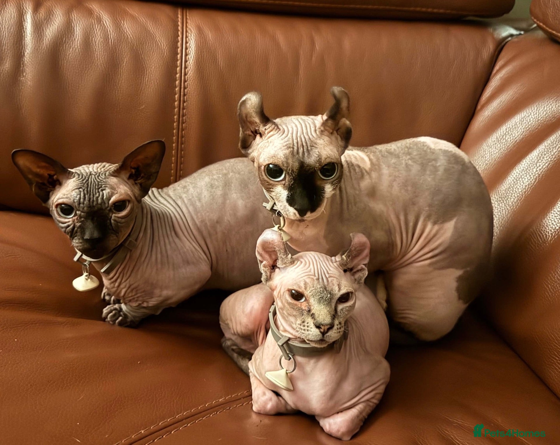Sphynx cats for sale: Sphynx cats for new home  - Advert 3