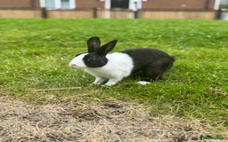 Dutch rabbits for sale: Beautiful Dutch Rabbit  - Image 1