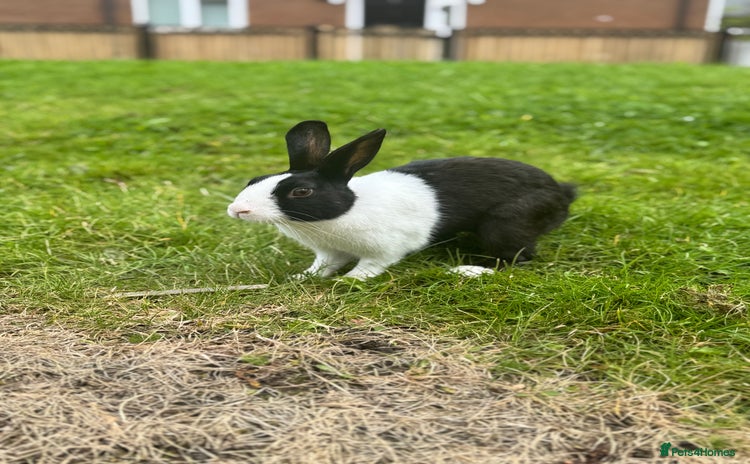 Dutch rabbits - Advert 1