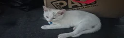 Mixed Breed cats for sale: Beautiful kittens in Rayleigh - Advert 3