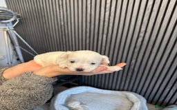Mixed Breed dogs for sale: Bichon  Maltese  multichon - Image 3