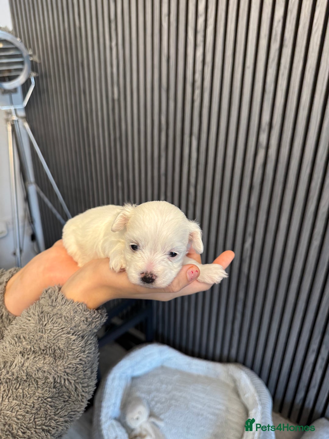 Mixed Breed dogs for sale: Bichon  Maltese  multichon - Image 3