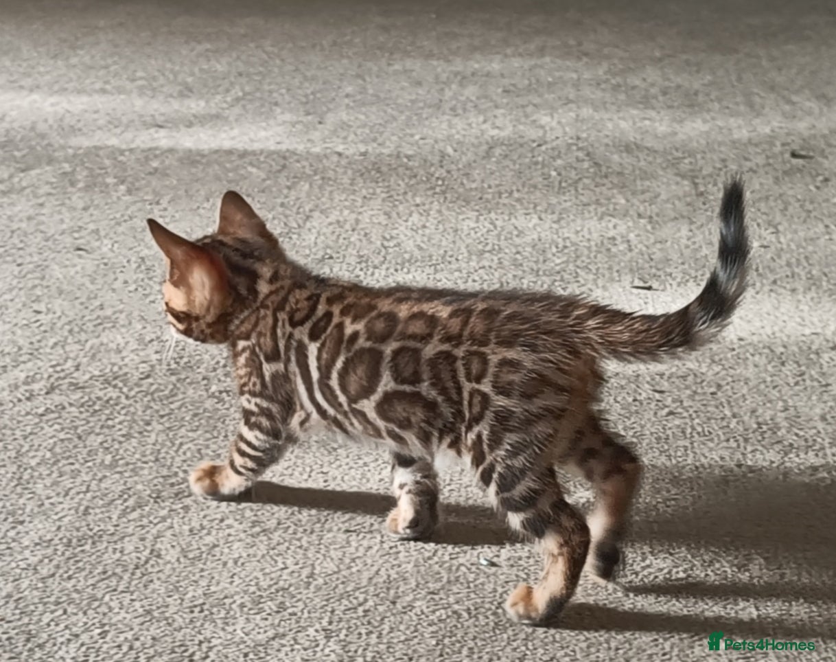 Bengal cats Absolutely beautiful pedigree bengal kittens - Advert 2