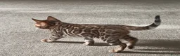 Bengal cats for sale: Cuddly and beautiful pedigree bengal kittens - Advert 35