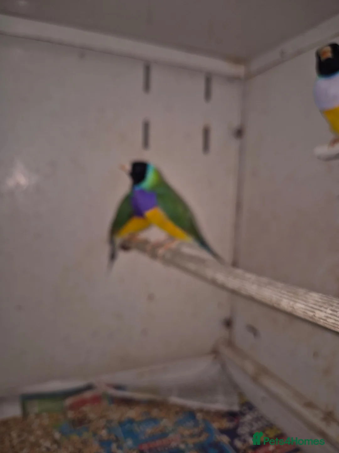 Finches birds for sale: Gouldian Finches  - Advert 2