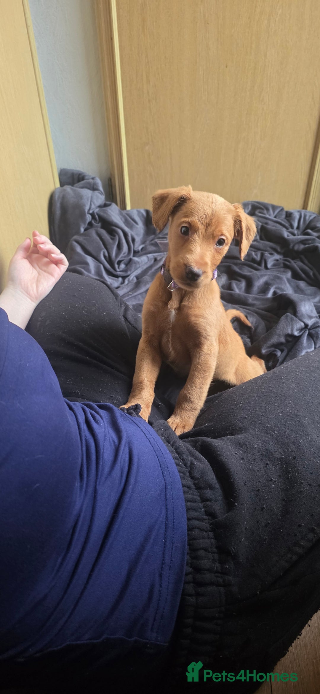 Irish Terrier dogs for sale: Five puppies for sale  - Advert 16