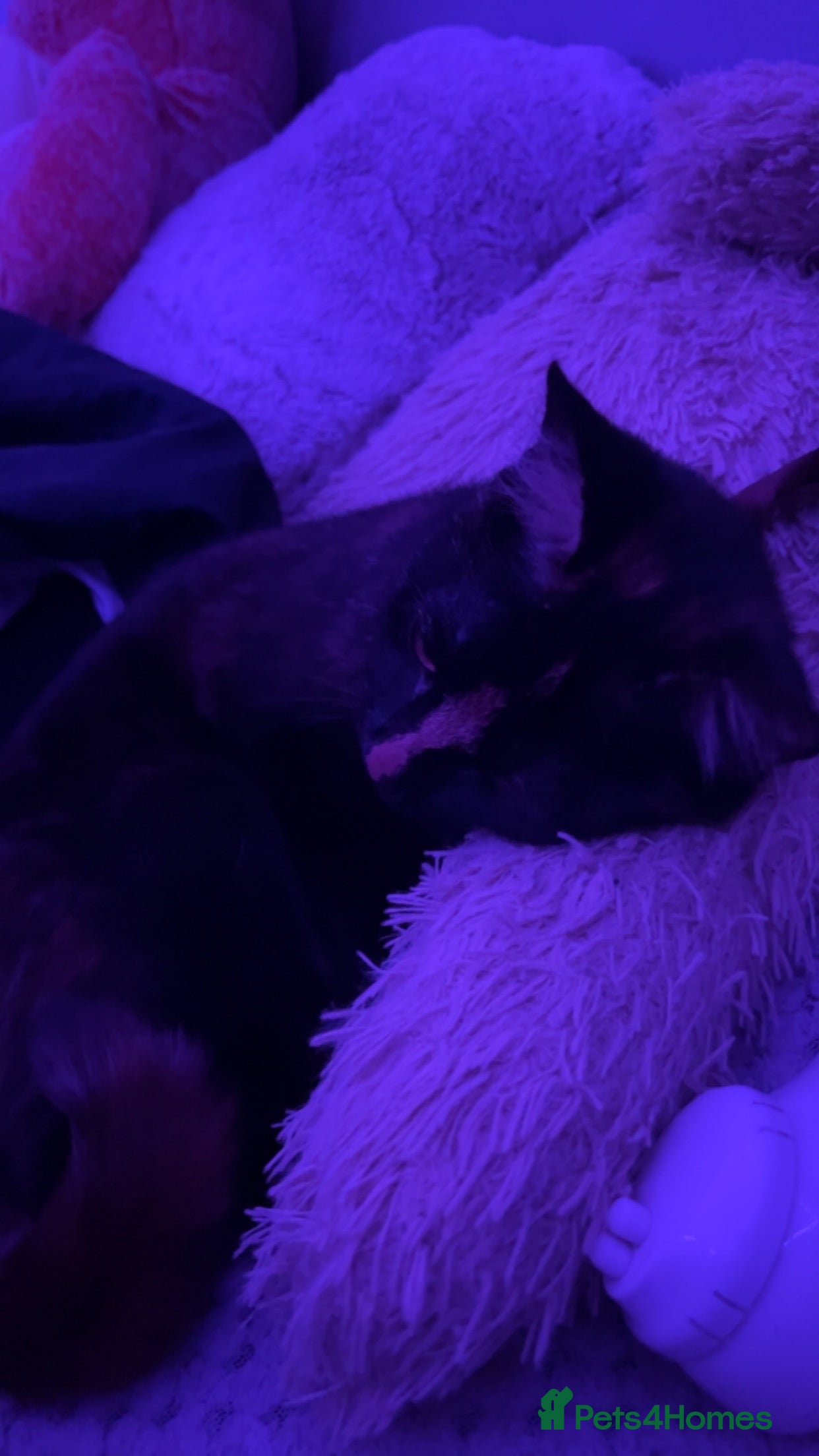 Mixed Breed cats Smudge 2years  - Advert 1