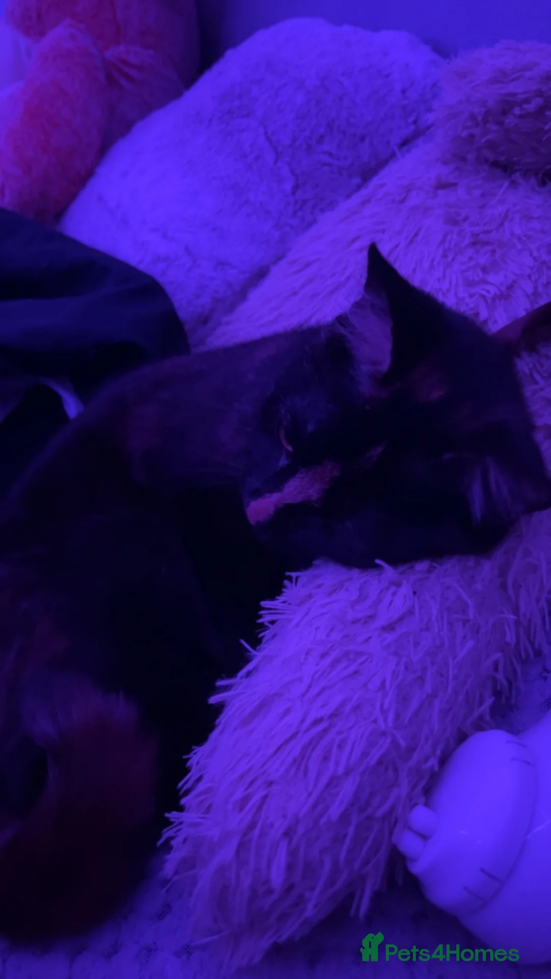 Mixed Breed cats for sale: Smudge 2years  - Advert 1