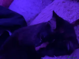 Mixed Breed cats Smudge 2years - Advert 3