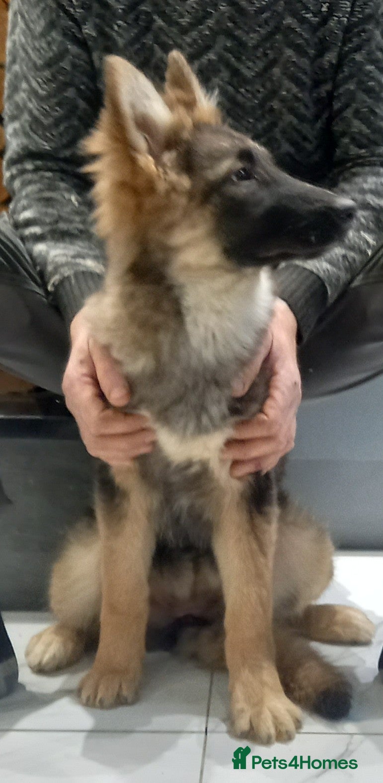 German Shepherd dogs Stunning Getman Shepherd Puppies - Advert 16