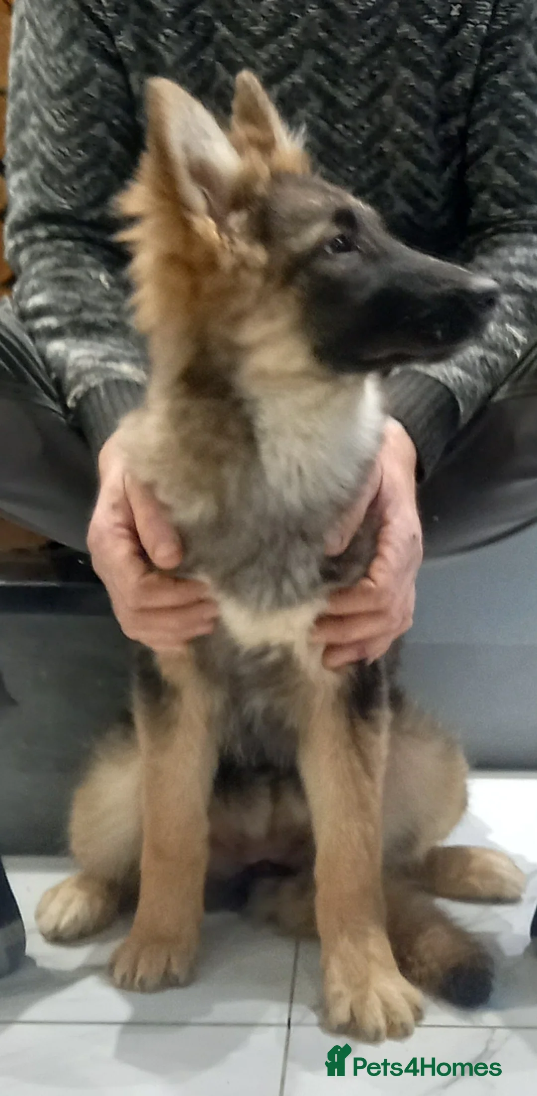 German Shepherd dogs for sale: Stunning German Shepherd Puppies - Advert 1