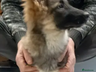 German Shepherd dogs Stunning Getman Shepherd Puppies - Advert 16