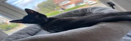 Domestic Shorthair cats for sale: Solid black kitten for sale in Bexhill-on-Sea - Advert 3