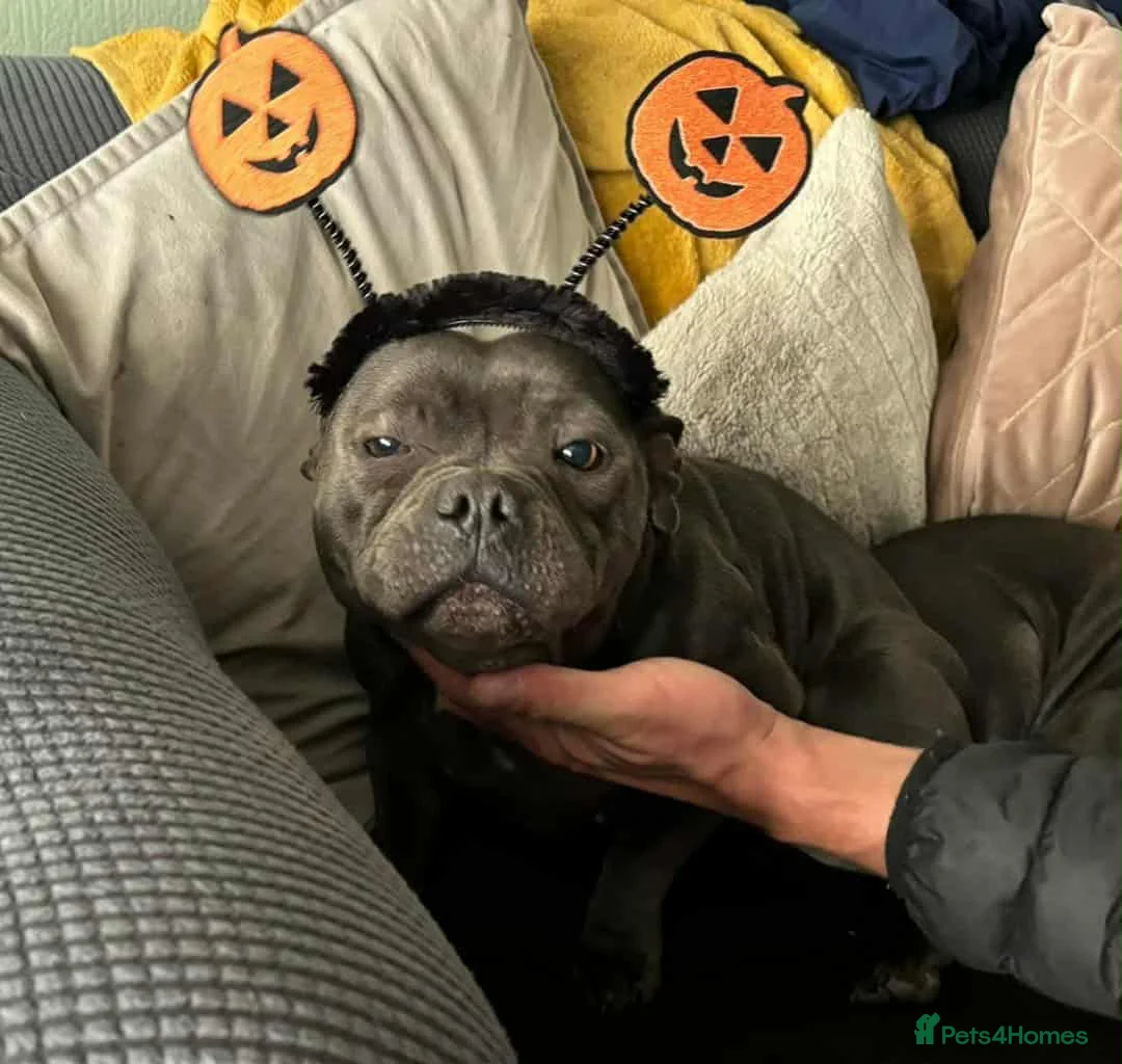 Staffordshire Bull Terrier dogs for sale: Stunning female staffordshire bull terrier  - Advert 3