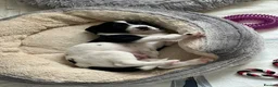 Mixed Breed dogs for sale: The cutest things looking for loving homes - Advert 3