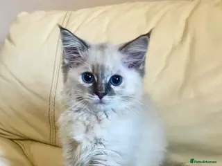 Ragdoll cats 1 stunning girl available - Advert 1