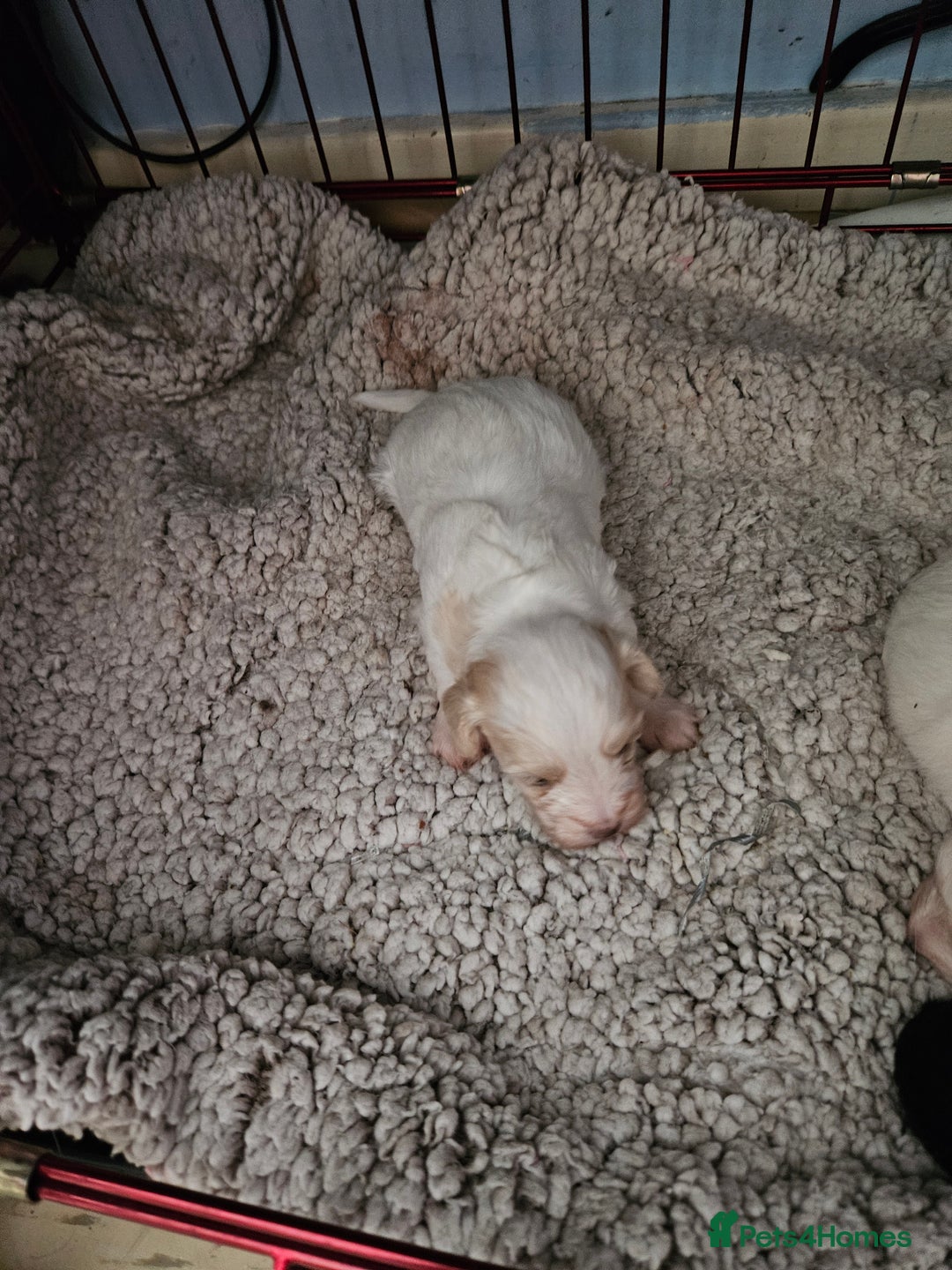 Maltipoo dogs for sale: Beautiful Maltipoo puppies  - Advert 1