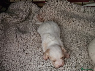 Maltipoo dogs Beautiful Maltipoo puppies - Advert 1