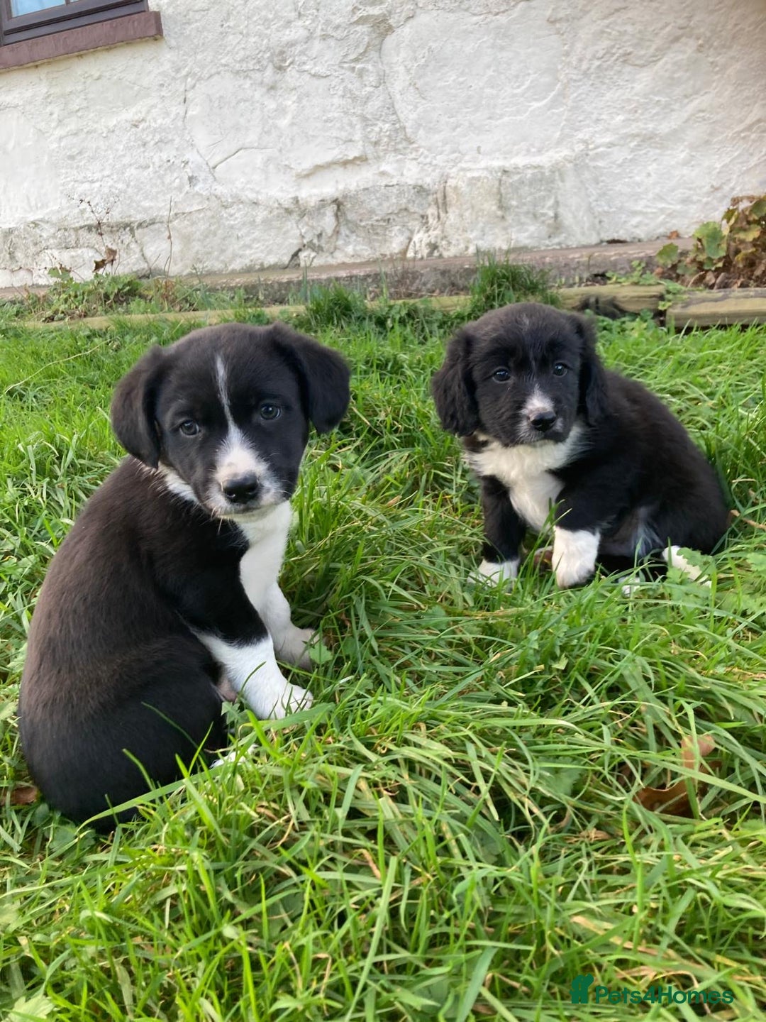 Mixed Breed dogs for sale:  4 Sprollie - Advert 3