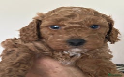 Cockapoo dogs for sale: 4 f2 cockapoos 2 males 1 female  - Image 19