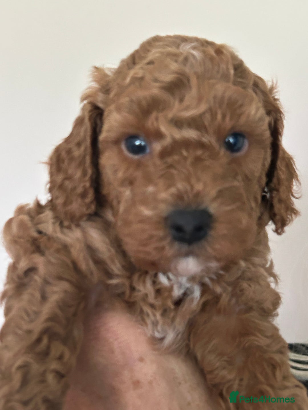 Cockapoo dogs for sale: 4 f2 cockapoos 2 males 1 female  - Image 19