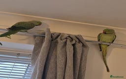 Ringnecks birds for sale: male and female 1 year old ringnecks - Image 1