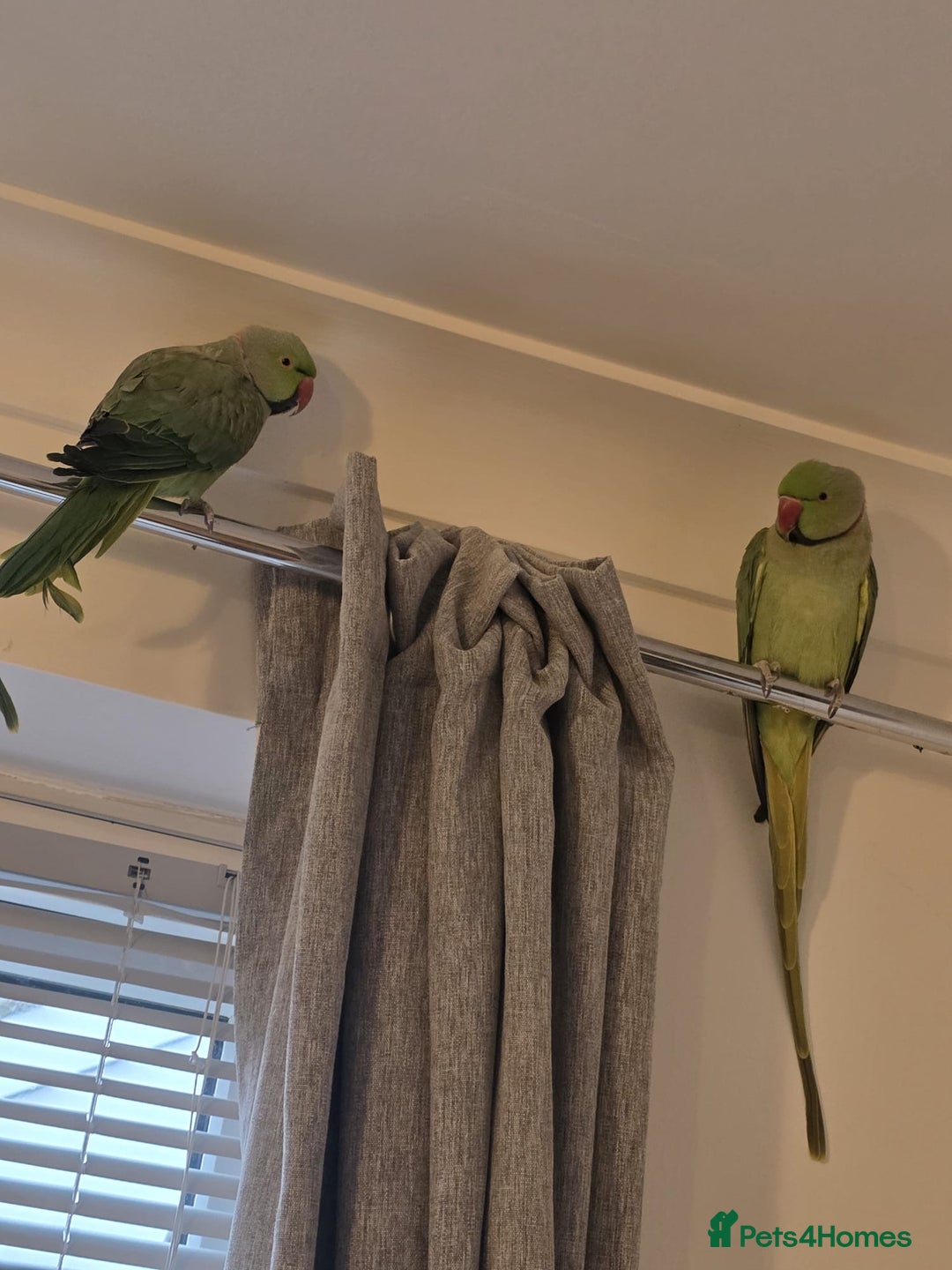 Ringnecks birds for sale: male and female 1 year old ringnecks - Image 1