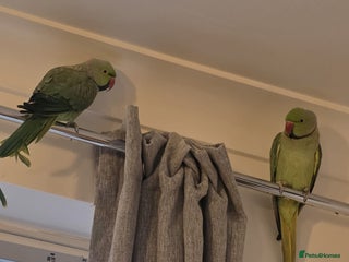 Ringnecks birds for sale - Advert 1