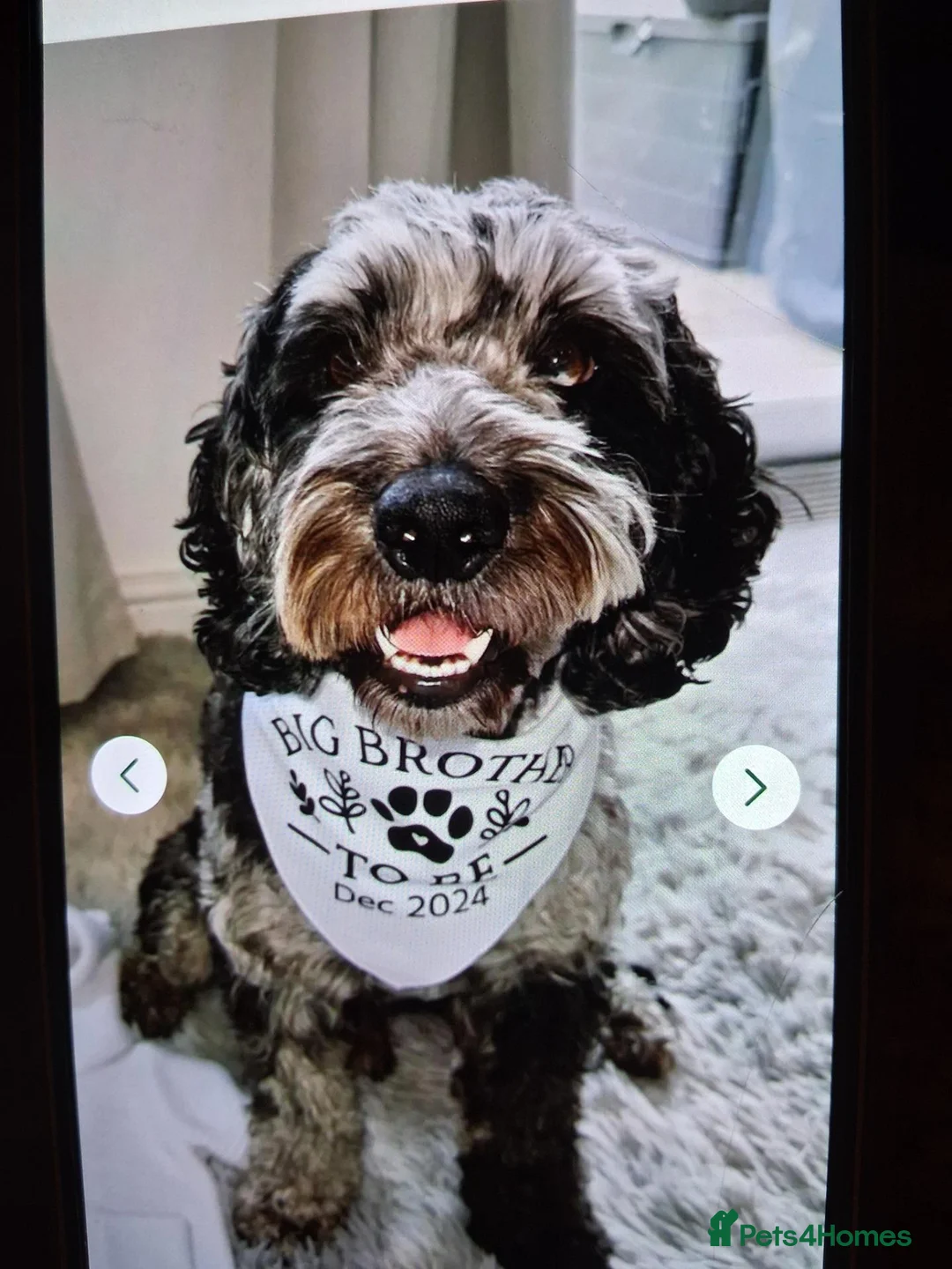 Mixed Breed dogs for sale: Patterpoos - Advert 2