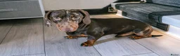 Miniature Dachshund dogs for stud: Chocolate Dapple Mini Dachshund Stud – Enzo 🐾 in Bedworth - Advert 5