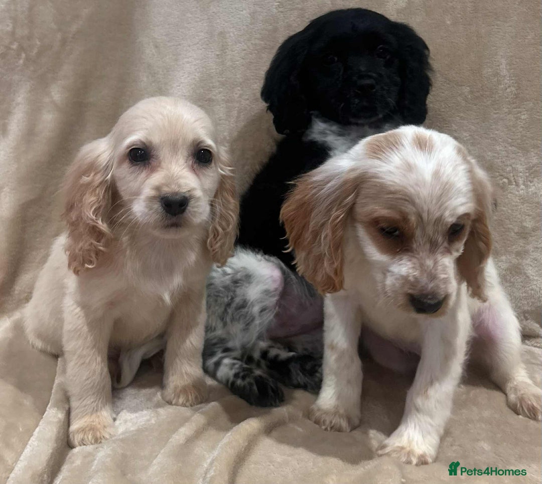 Cockapoo dogs for sale: Stunning cockapoo puppies - Advert 19