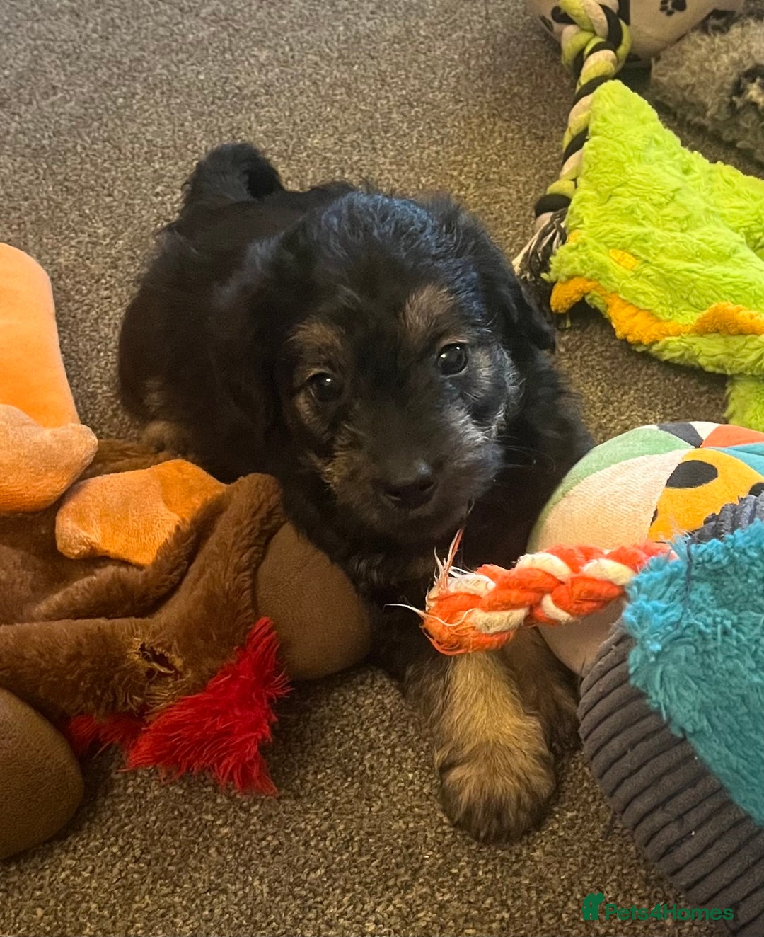 Jackapoo dogs for sale: JACKAPOO Puppies, DNA health screened - Advert 8