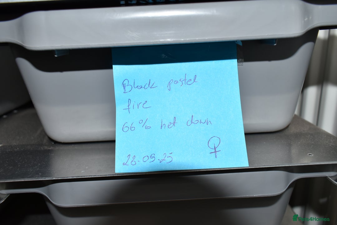 Python Snake reptiles for sale: Amazing baby ball pythons - Advert 2