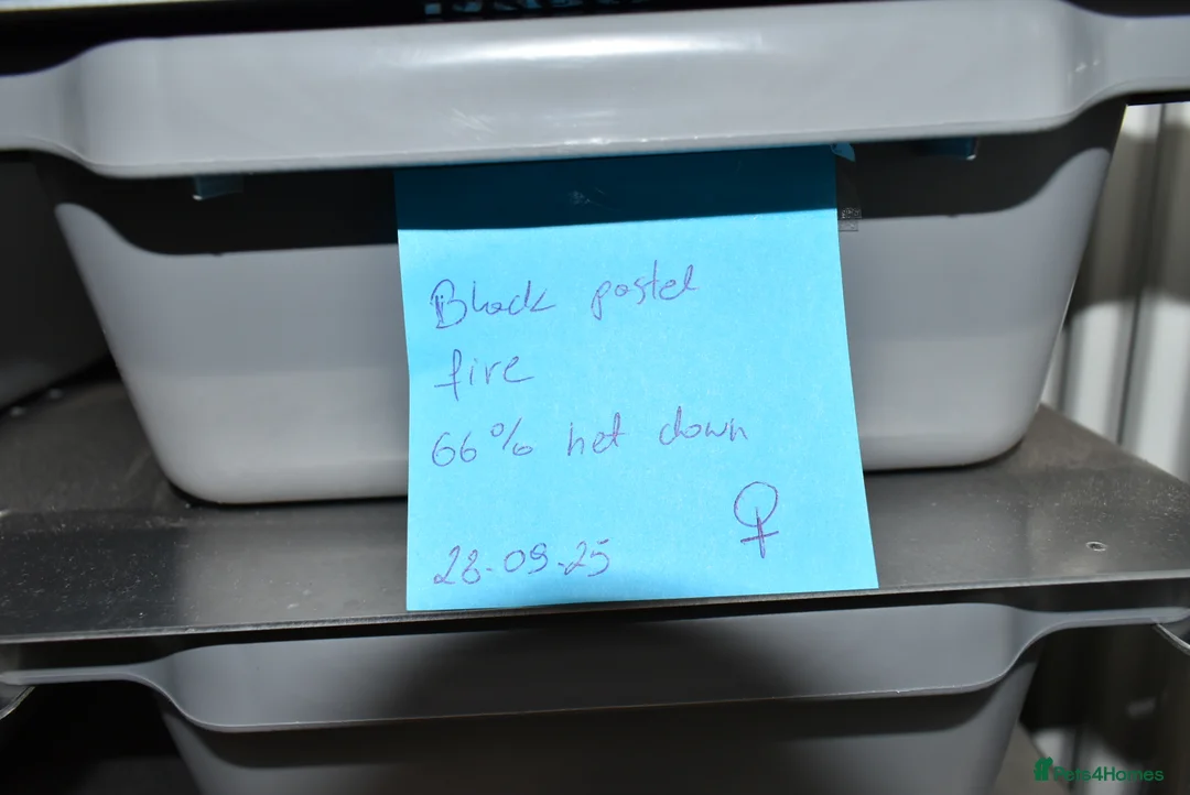 Python Snake reptiles for sale: Amazing baby ball pythons - Advert 2