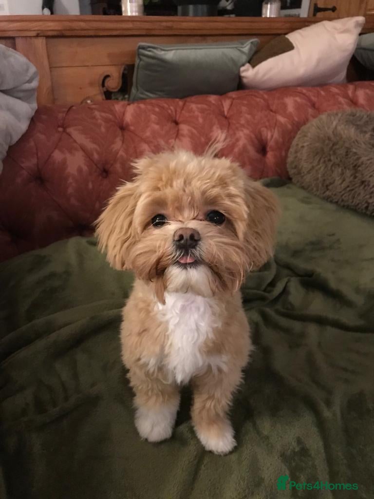 Maltipoo dogs Stud  - Advert 1