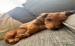 Dachshund dogs for sale: Miniature long haired dachshund  - Image 2
