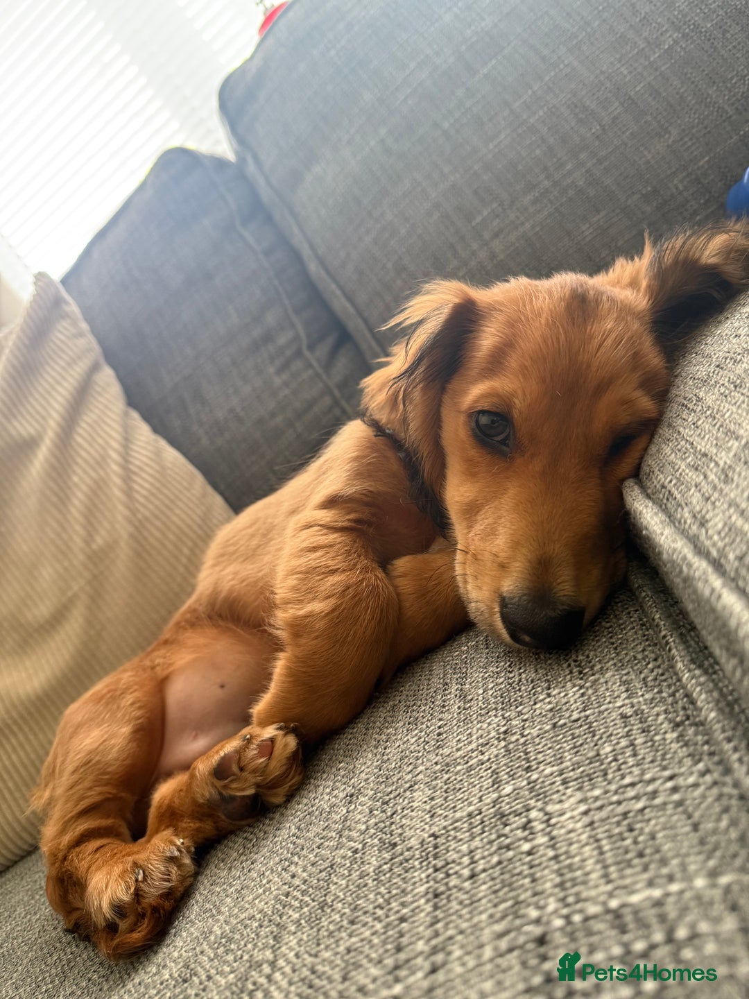 Dachshund dogs for sale: Miniature long haired dachshund  - Image 2