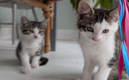 British Shorthair cats for sale: 4 adorable 9 week old kittens for sale - Image 18