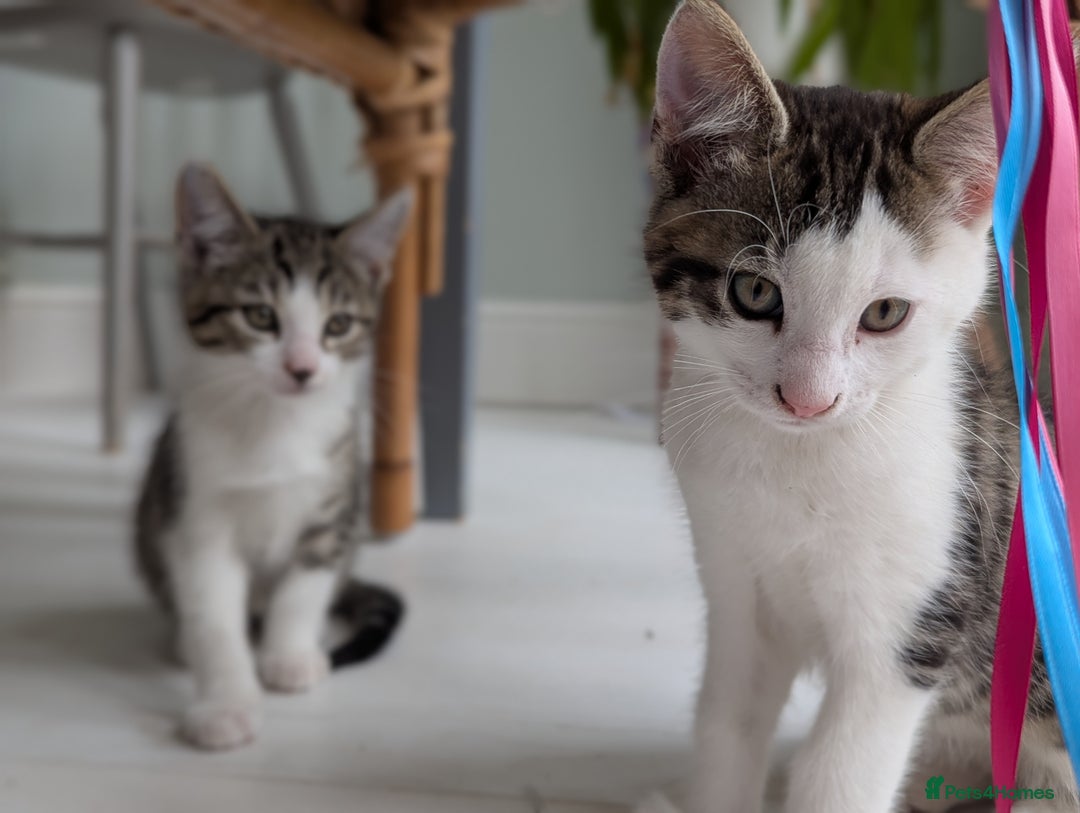 British Shorthair cats for sale: 4 adorable 9 week old kittens for sale - Image 18