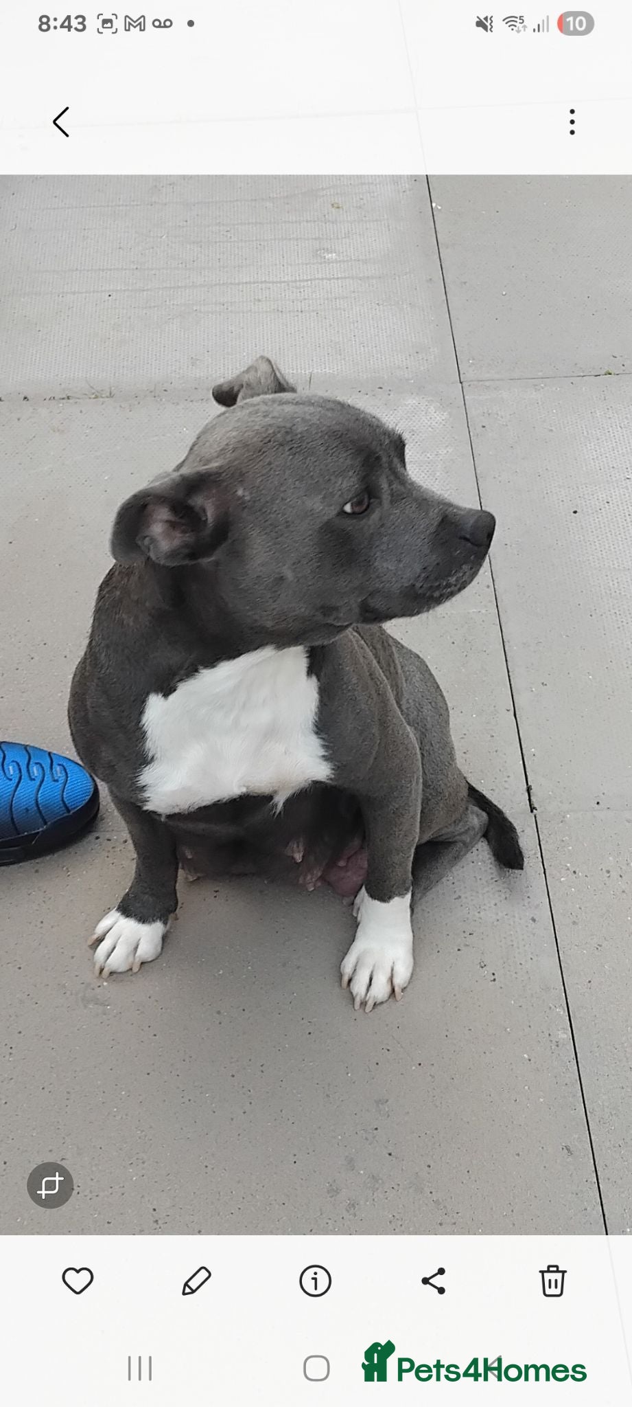 Staffordshire Bull Terrier dogs Blue staffordhsire bull terrier pup short legs  - Advert 1