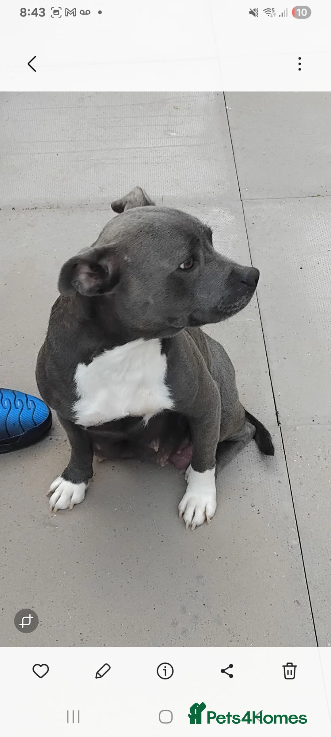 Staffordshire Bull Terrier dogs for sale: Blue staffordhsire bull terrier pup short legs  in Droitwich - Advert 1
