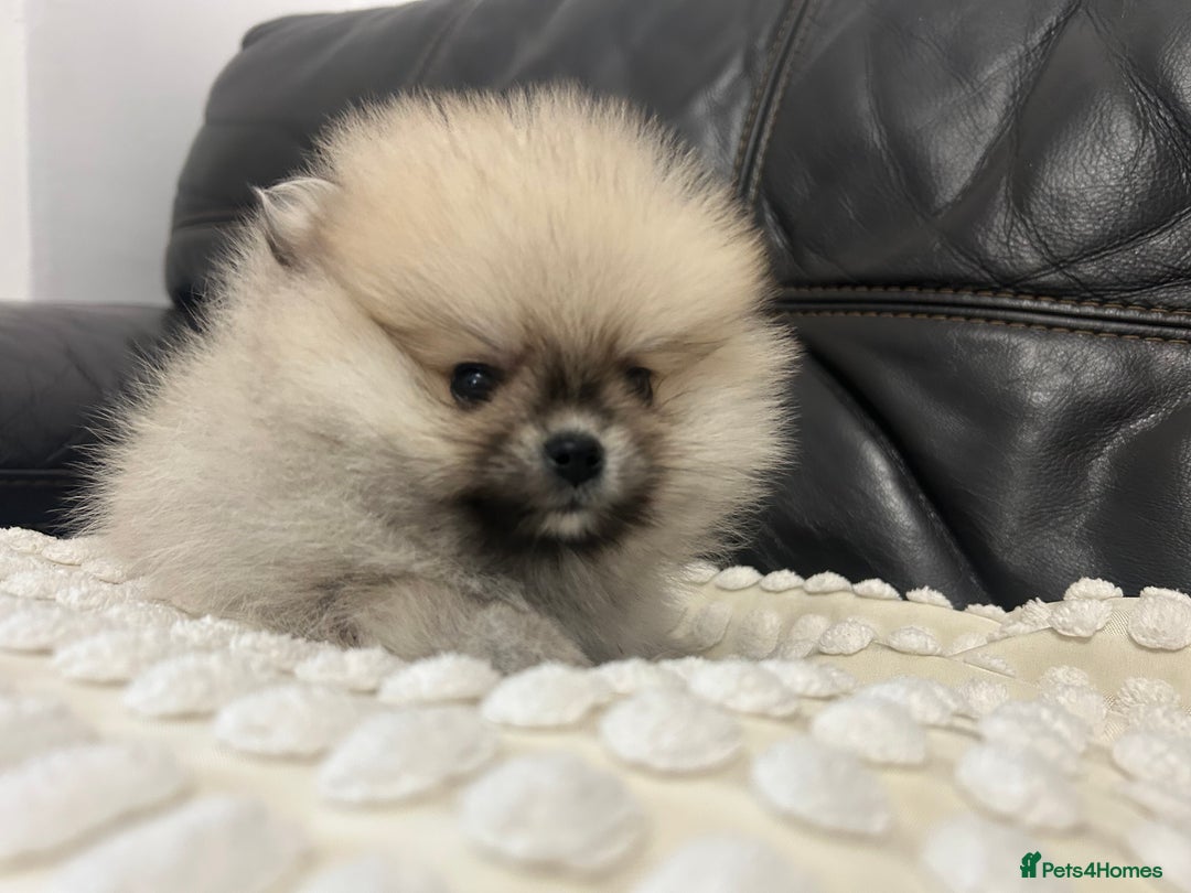 Pomeranian dogs for sale: Absolutely stunning true to type mini Pomeranian  - Advert 4