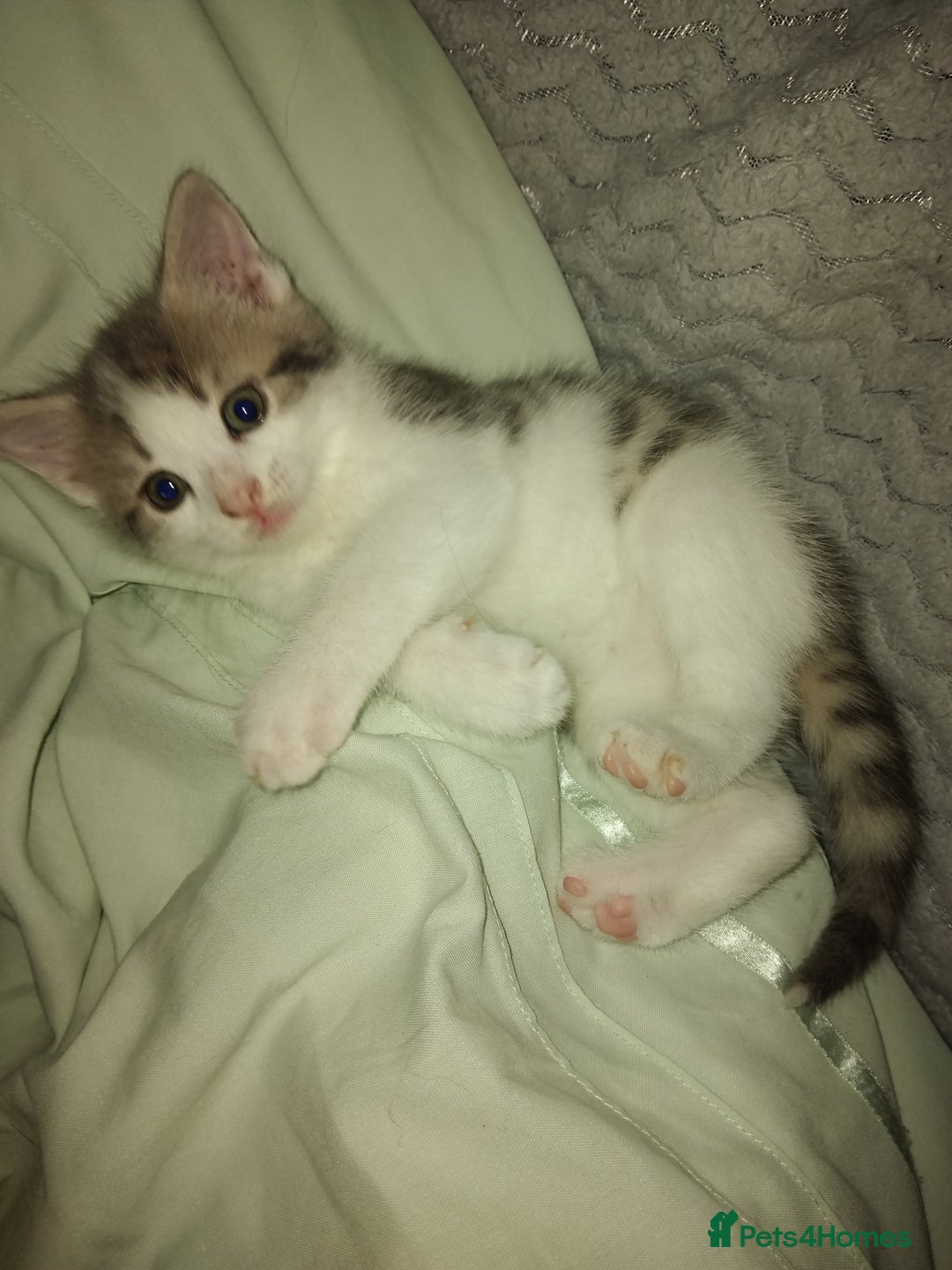 Mixed Breed cats for sale: Kittens american ringtail mixbreed  - Image 6
