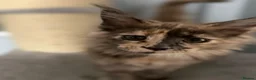 Maine Coon cats for sale: Maine Coon kittens and adults - Advert 5