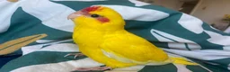 Conures birds for sale: Hnd reared tame conure indian ringnck and budgies  - Advert 11