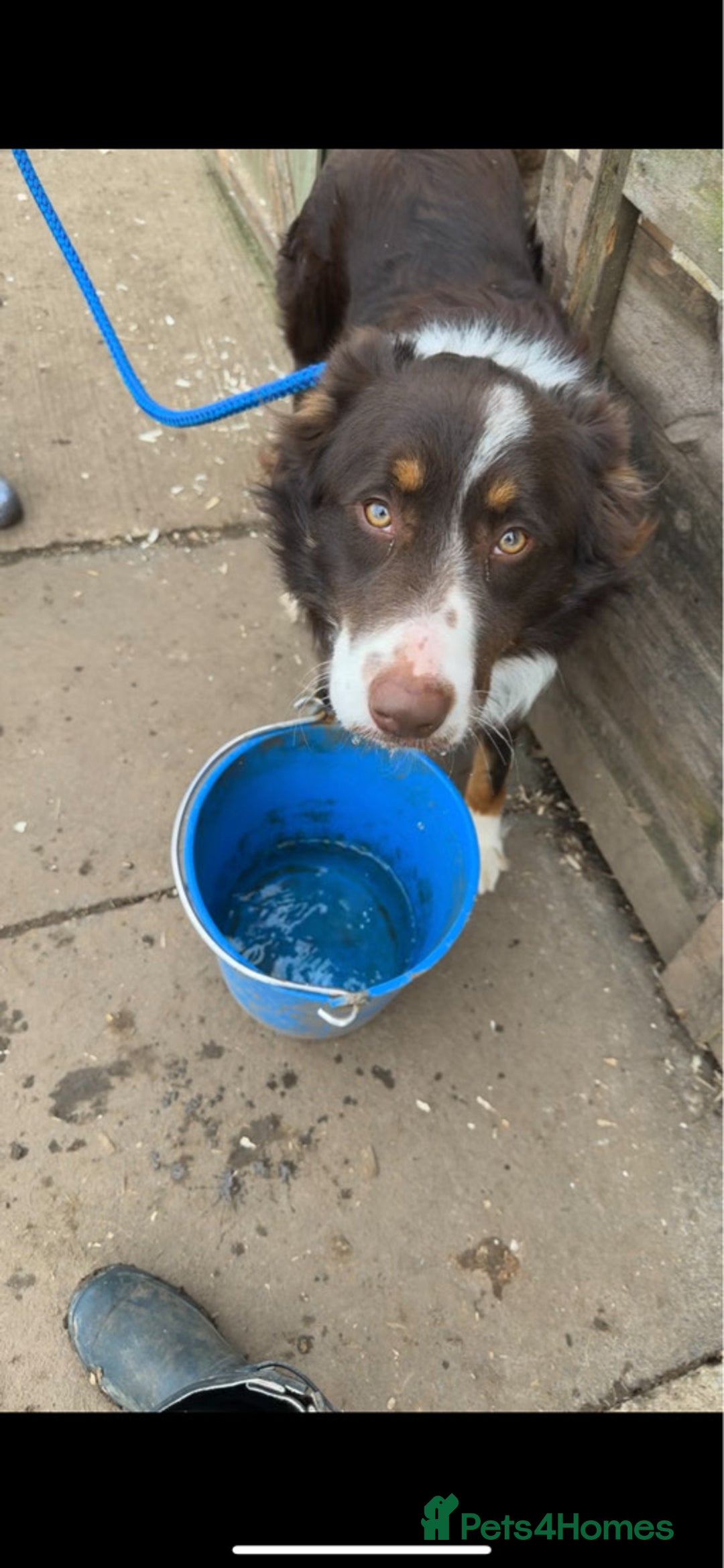 Border Collie dogs for sale: BEAUTIFUL BORDER COLLIE PUPPIES - Image 8