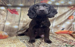 Cocker Spaniel dogs for sale: Cocker spaniel puppies ready to go now MERLE - Image 18