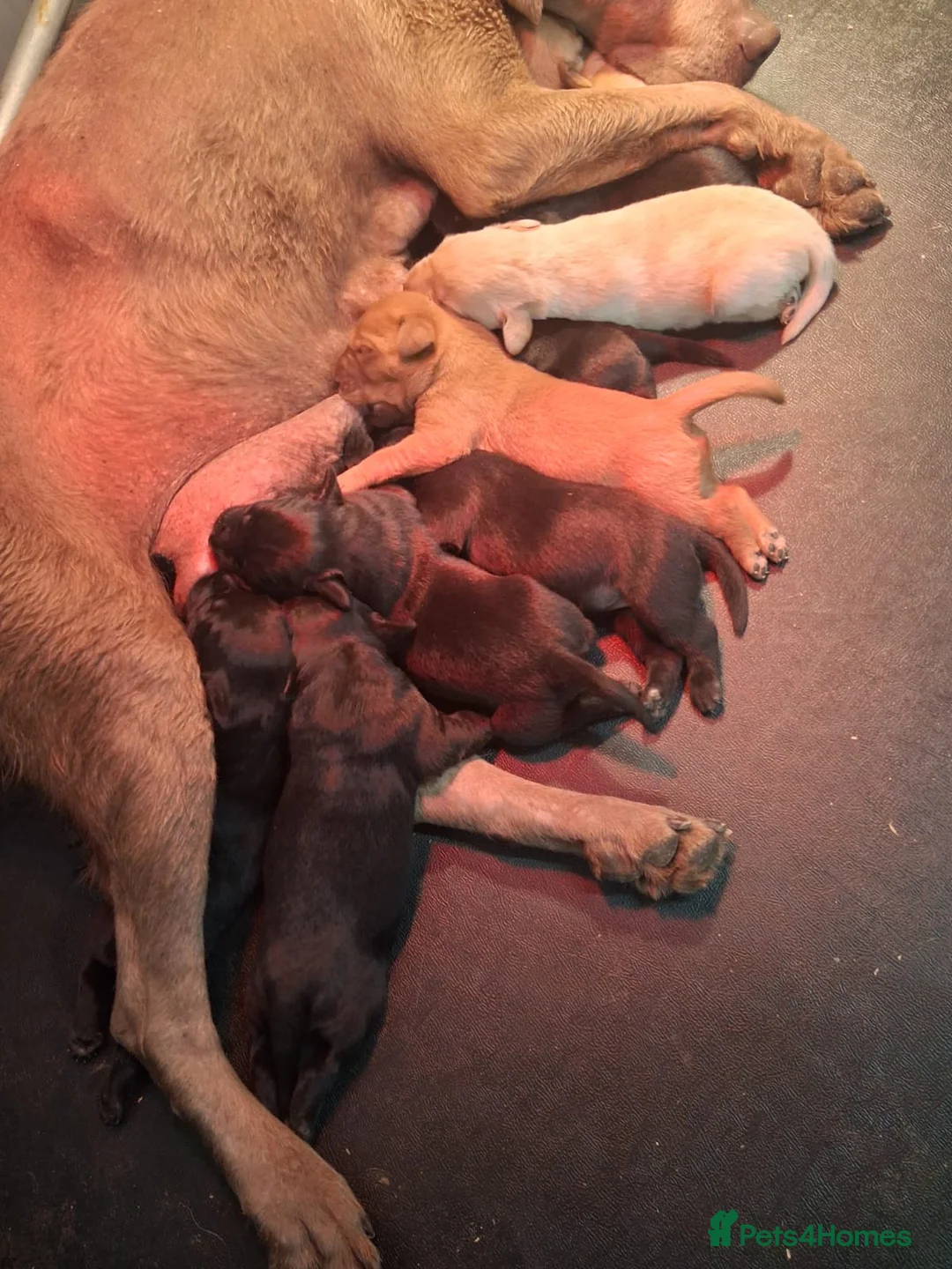 Labrador Retriever dogs for sale: Beautiful litter of puppies for sale - Advert 2